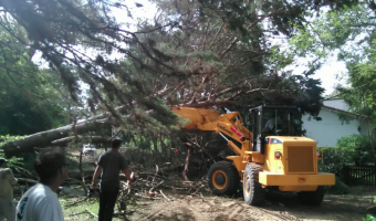 Hasta que no levantemos el ltimo rbol cado no vamos a detenernos